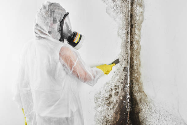 Best Best Mold Removal Companies  in Otsego, MI