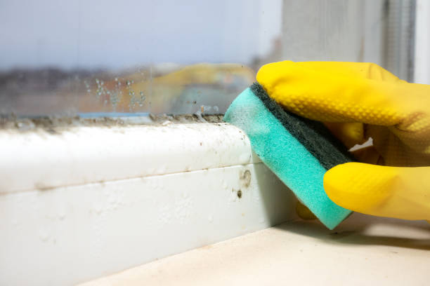 Best Mold Cleaning Services  in Otsego, MI