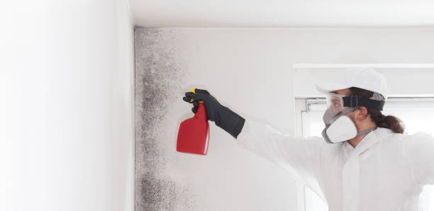 Best Commercial Mold Removal  in Otsego, MI