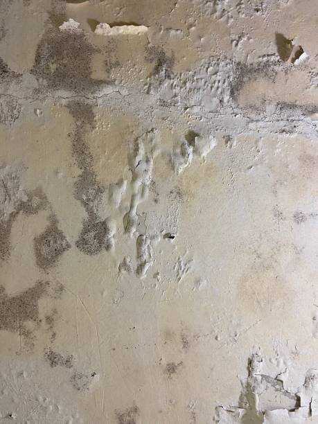 Mold Testing and Removal in Otsego, MI