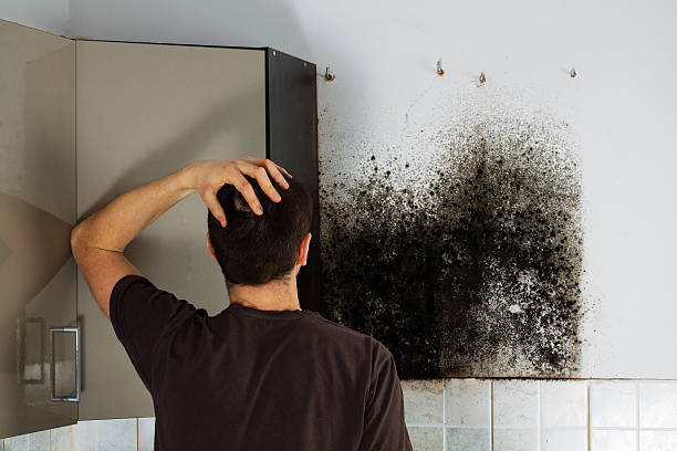 Best Mold Testing and Removal  in Otsego, MI