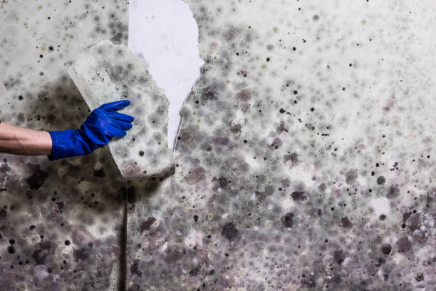 Best Toxic Mold Removal  in Otsego, MI