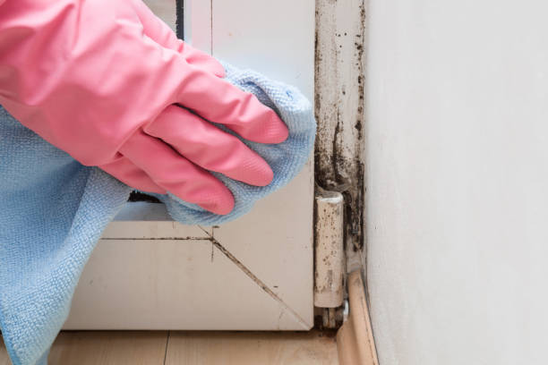 Best Affordable Mold Removal  in Otsego, MI