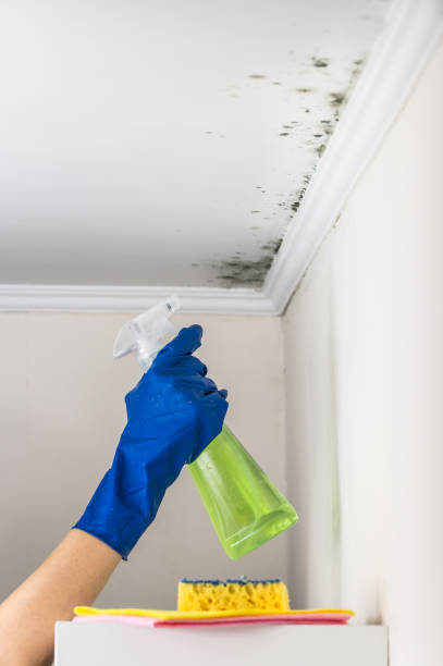 Best Mold Testing  in Otsego, MI